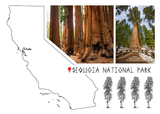 ECHO GOES ON VACATION: SEQUOIA NATIONAL PARK