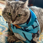 Cat wearing Nine Lives Cotton Bandana